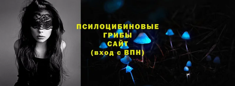 купить   Инза  Галлюциногенные грибы Cubensis 